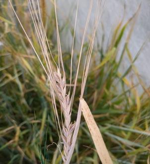 Click for 1 image(s) for this accession. SPIKE